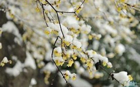 httpd-2.2和httpd-2.4区别 、请求方法和响应状态码、虚拟主机、访问控制、持久链接